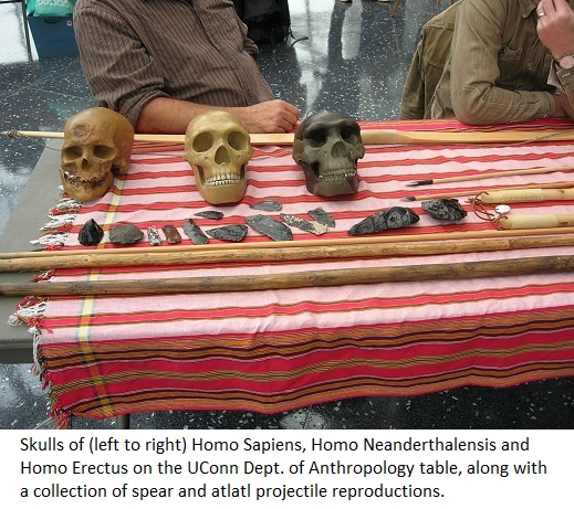Skulls of (left to right) Homo Sapiens, Homo Neaderthalensis, and
                                           Homo Erectus at the UConn Department of Anthropology table, along
                                           with a collection of spear and projectile reproductions.