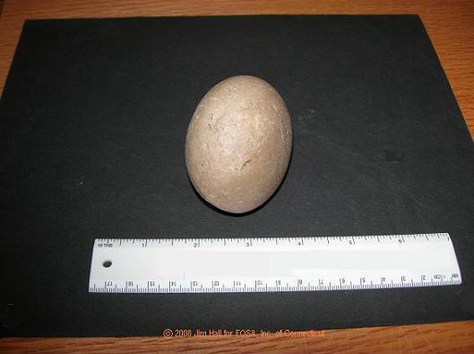 This is a medium-sized quartzite pebble used as a hammerstone. The wear pattern on some of its surfaces verifies its use as a tool.